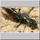 Oxybelus bipunctatus - Fliegenspiesswespe w21c 6mm.jpg